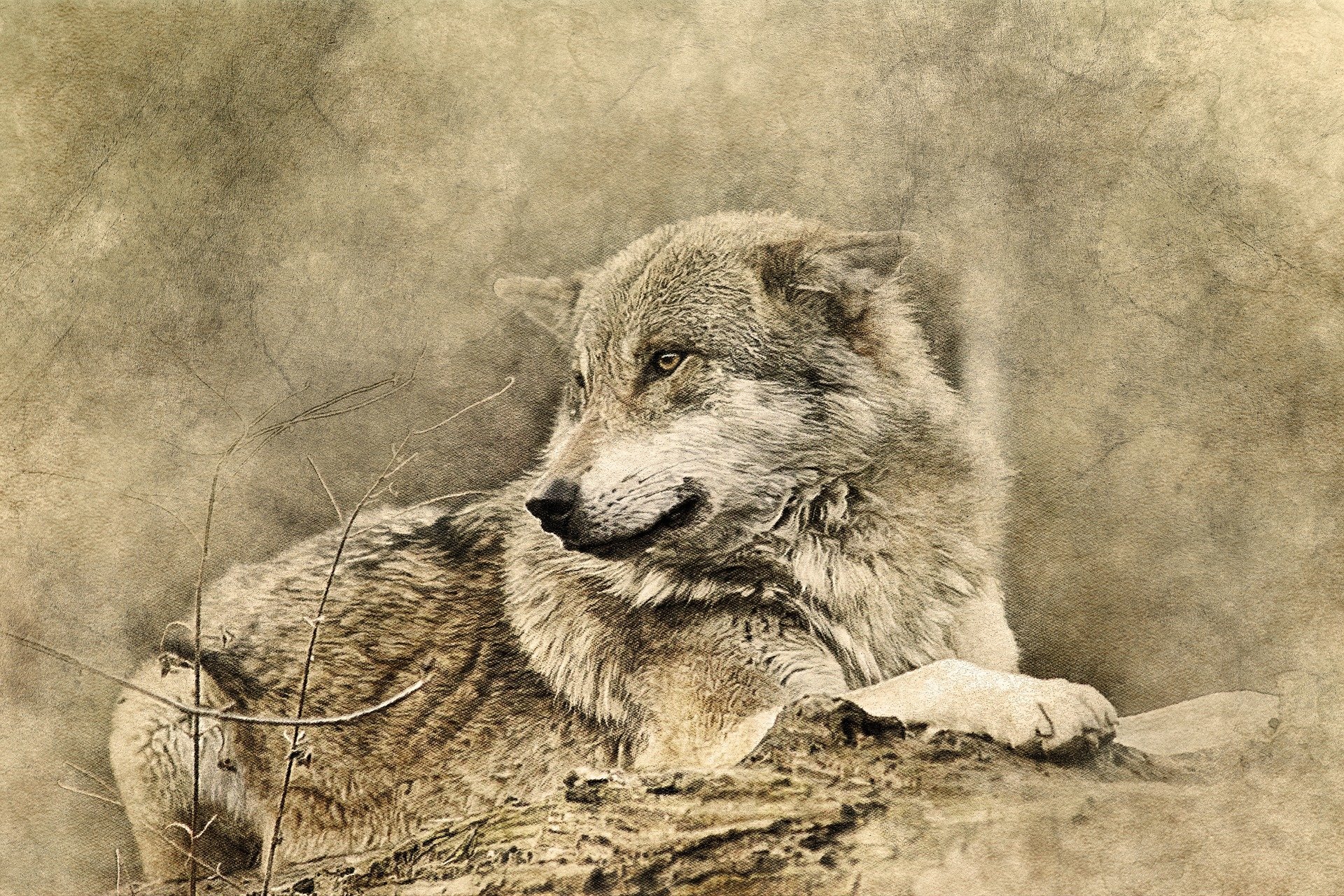 Artistic Vintage Wolf Art Id 105597