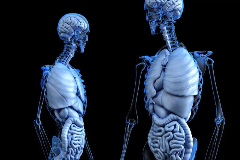  Human Anatomy Art
