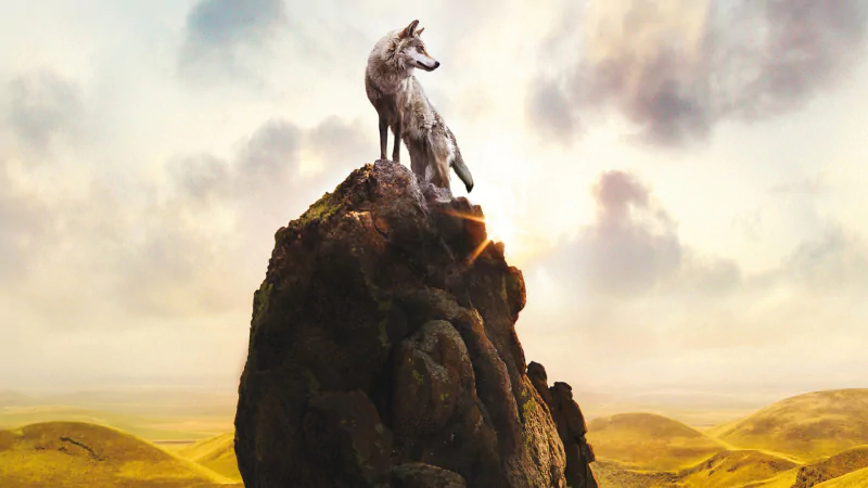 A lone wolf stands atop a rocky peak overlooking a vast, golden landscape, evoking a scene from the movie Wolf Totem.