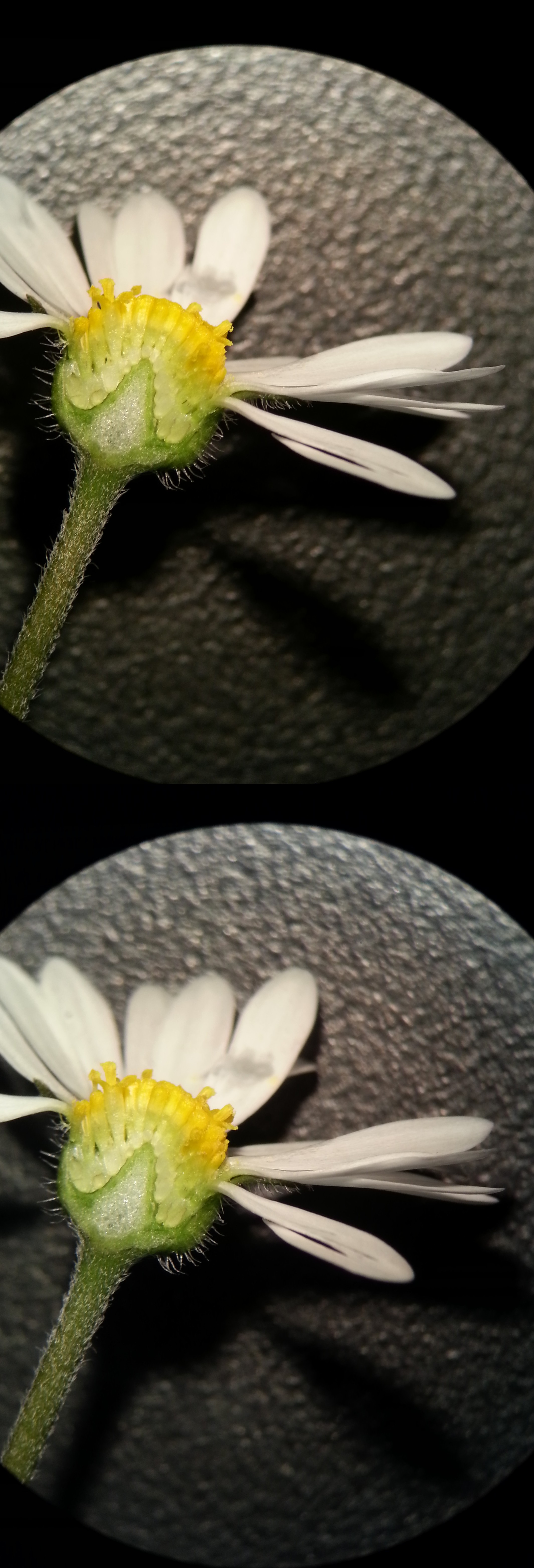 Asteraceae 3D by rocketman5004