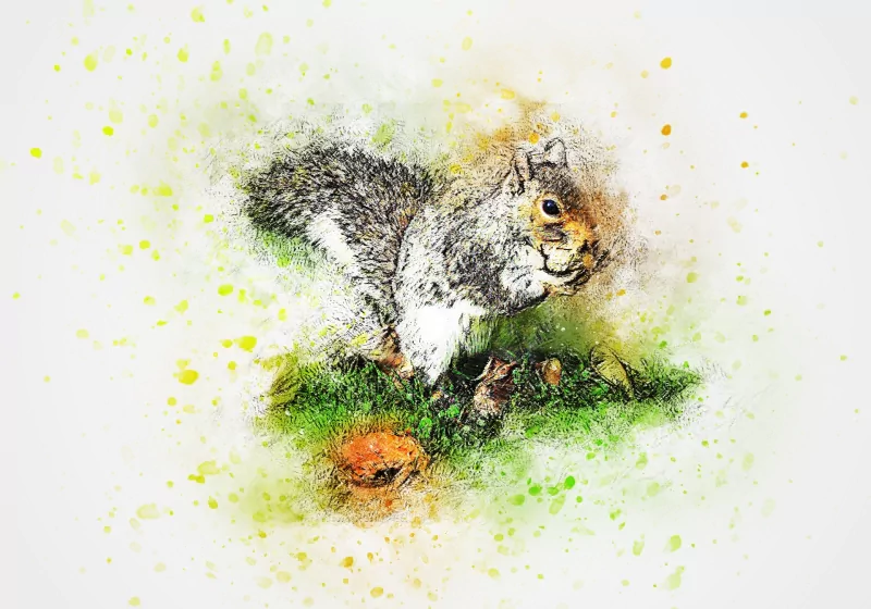  Squirrel Art