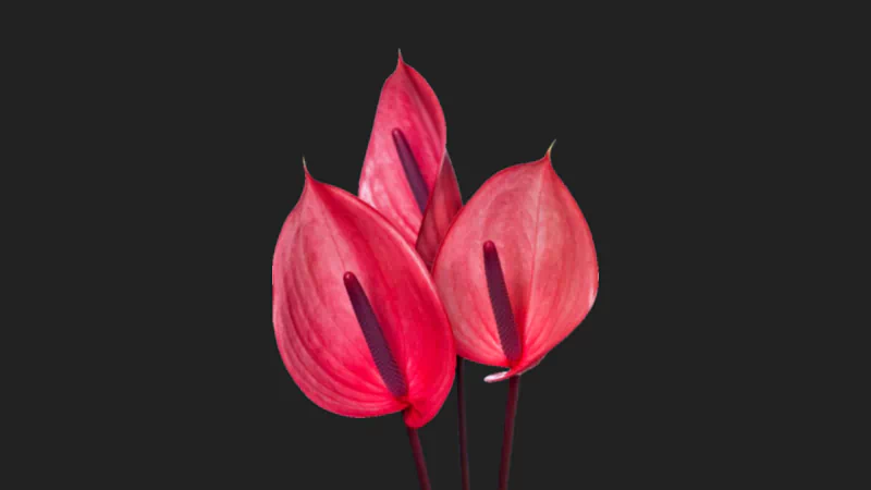 Artistic close-up of three red flowers with glossy, heart-shaped petals set against a dark background.