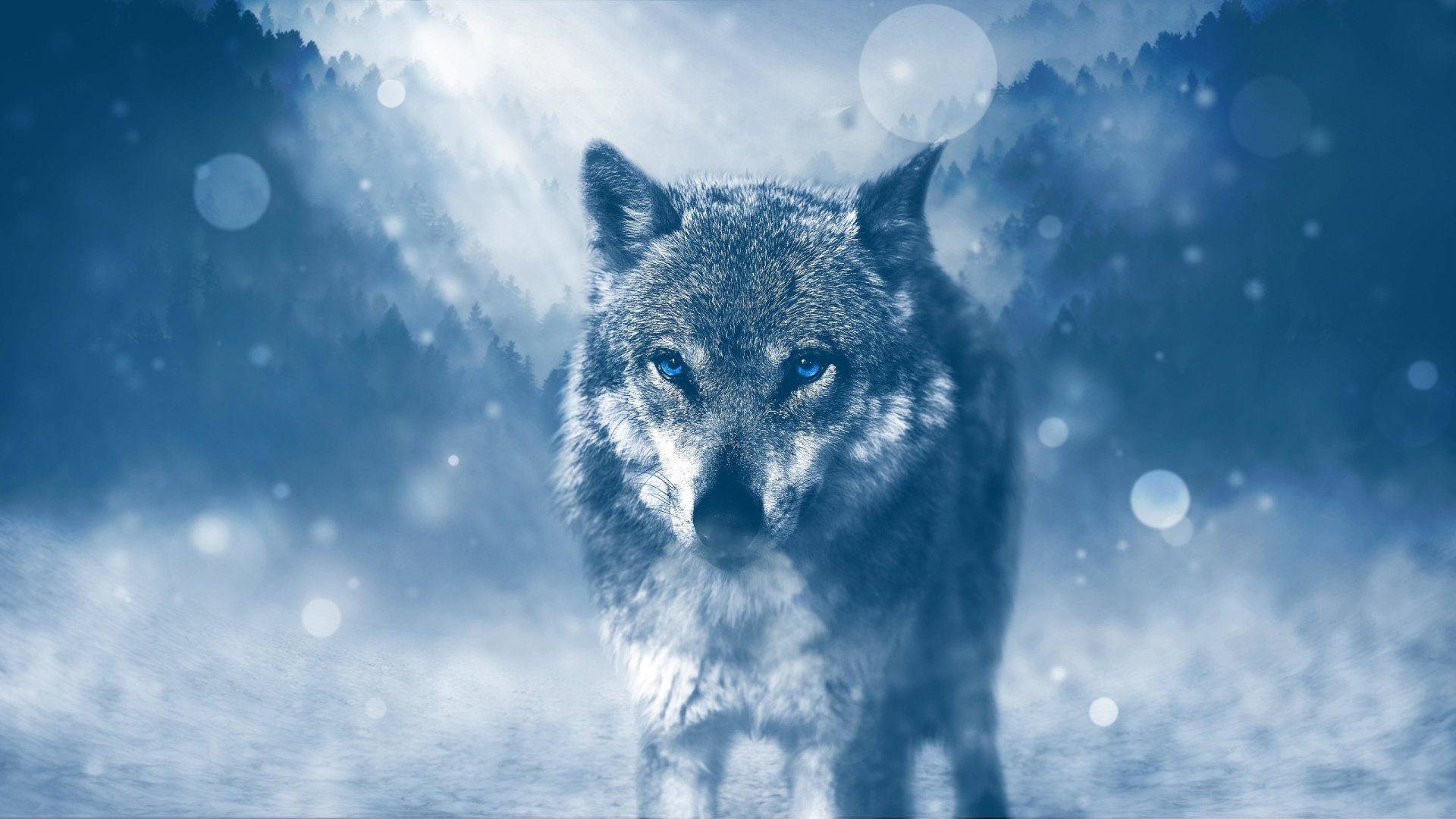 Download Animal Wolf Art