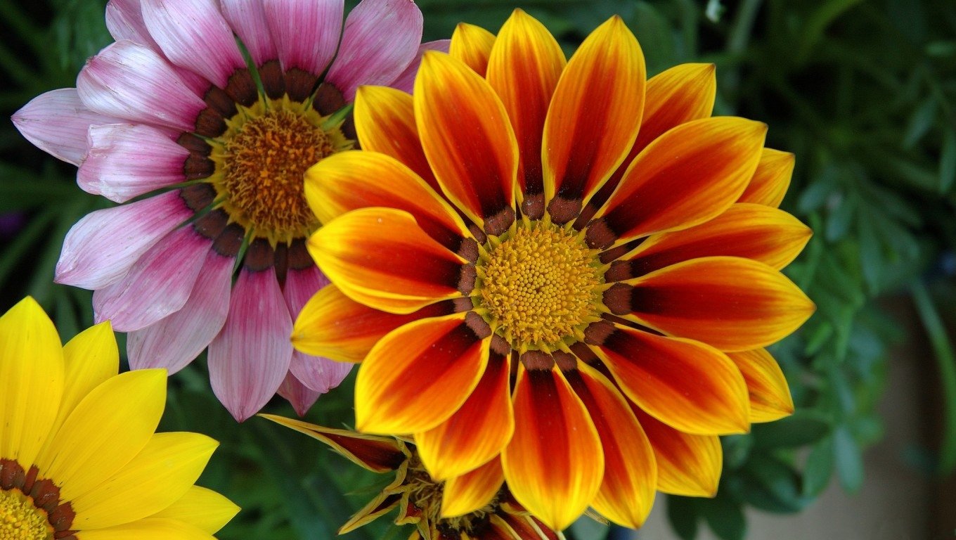 Colorful gazania flowers in an artistic painting style: vivid yellow, orange and pink petals radiating from golden centers amid green foliage.