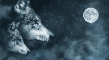Sub-Gallery ID: 3651 Wolves