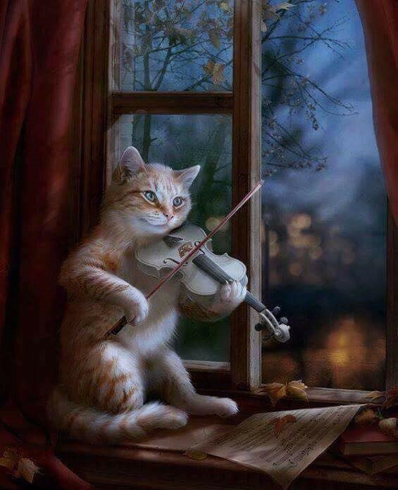 Violinist cat