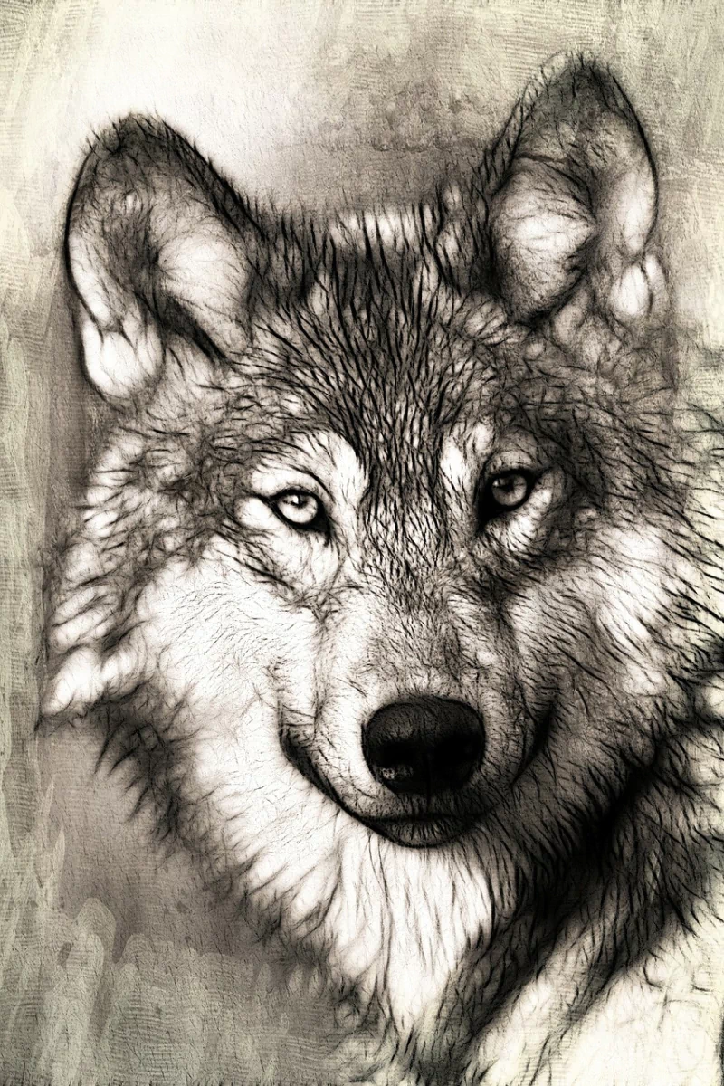 A detailed sketch of a wolf staring intensely forward, capturing the animal's piercing gaze and textured fur in monochrome tones.