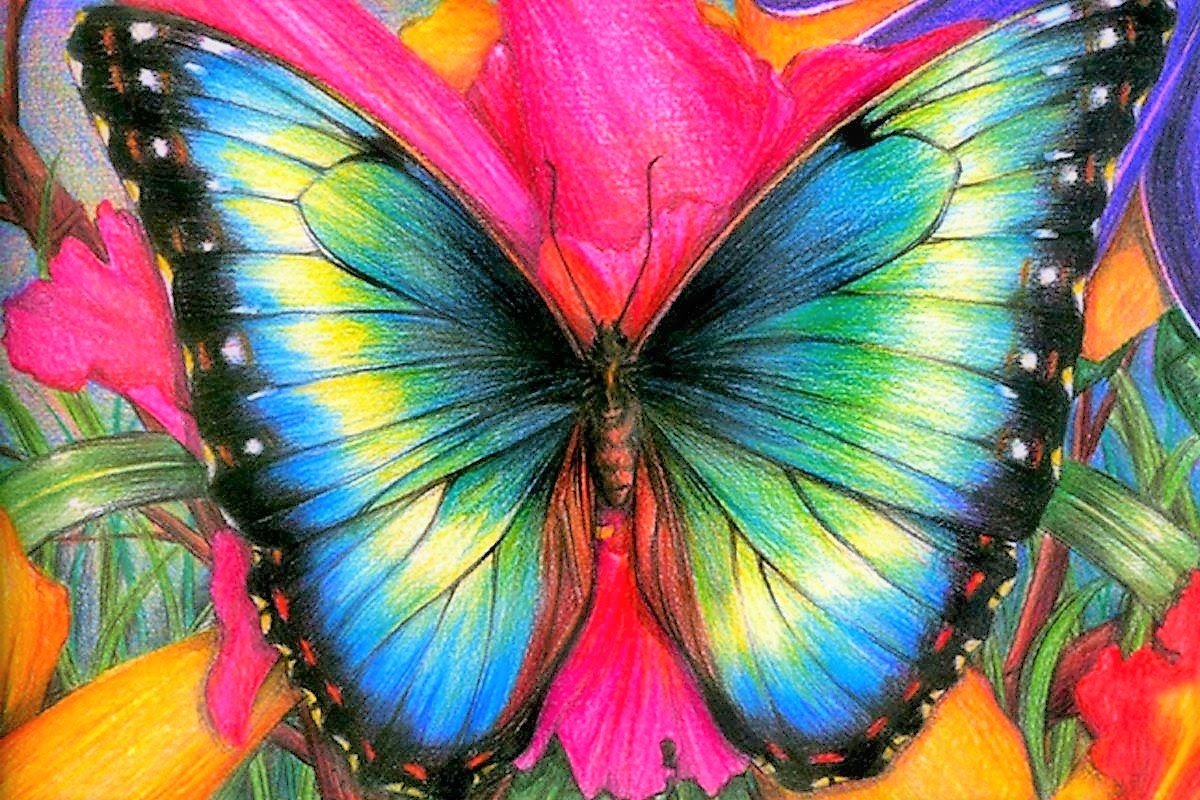 Butterfly Art