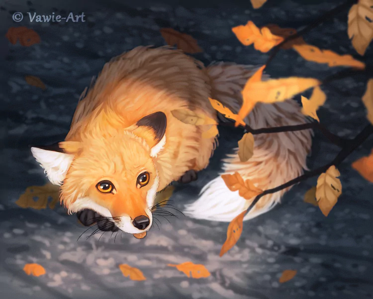 red fox Animal fox Image