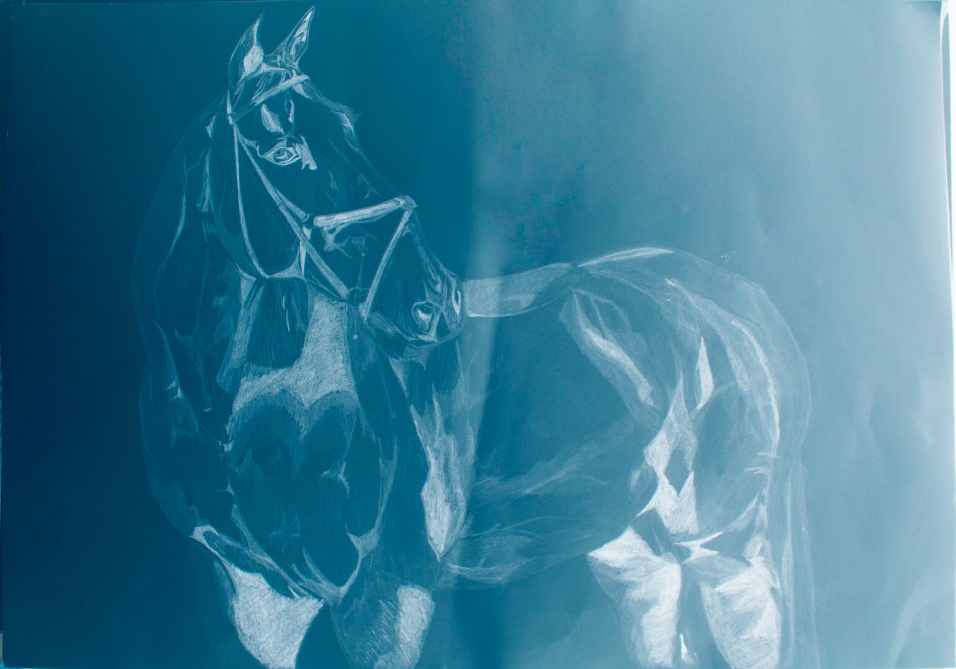 X-ray image showing the detailed skeletal structure of a horse against a blue background.