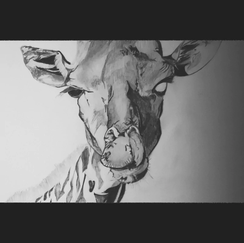 Black-and-white drawing of an animal — a giraffe's head and neck with detailed shading and expressive eyes.