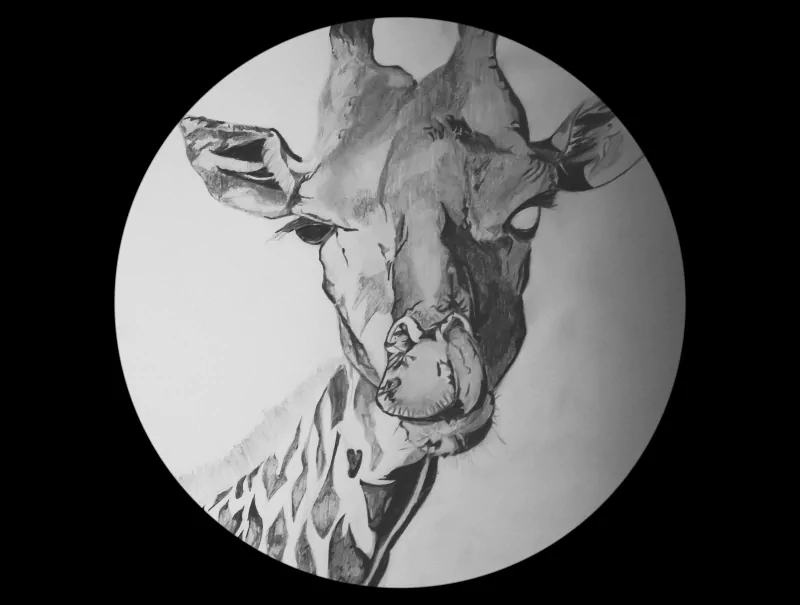 Black and white drawing of a giraffe's head and neck inside a circular frame, showcasing detailed shading and texture on the animal's face.