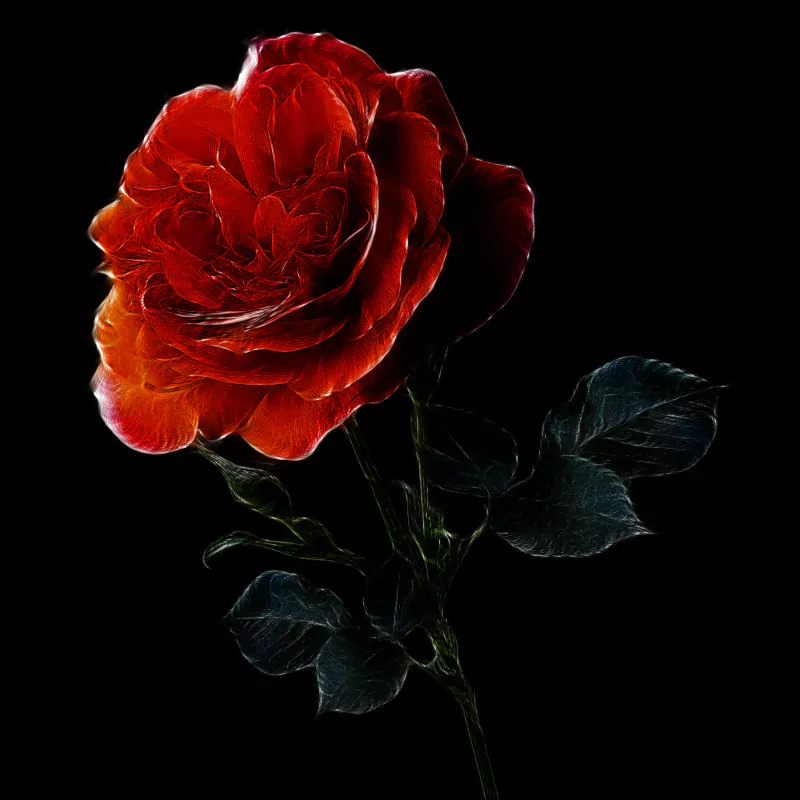 red flower artistic rose Image