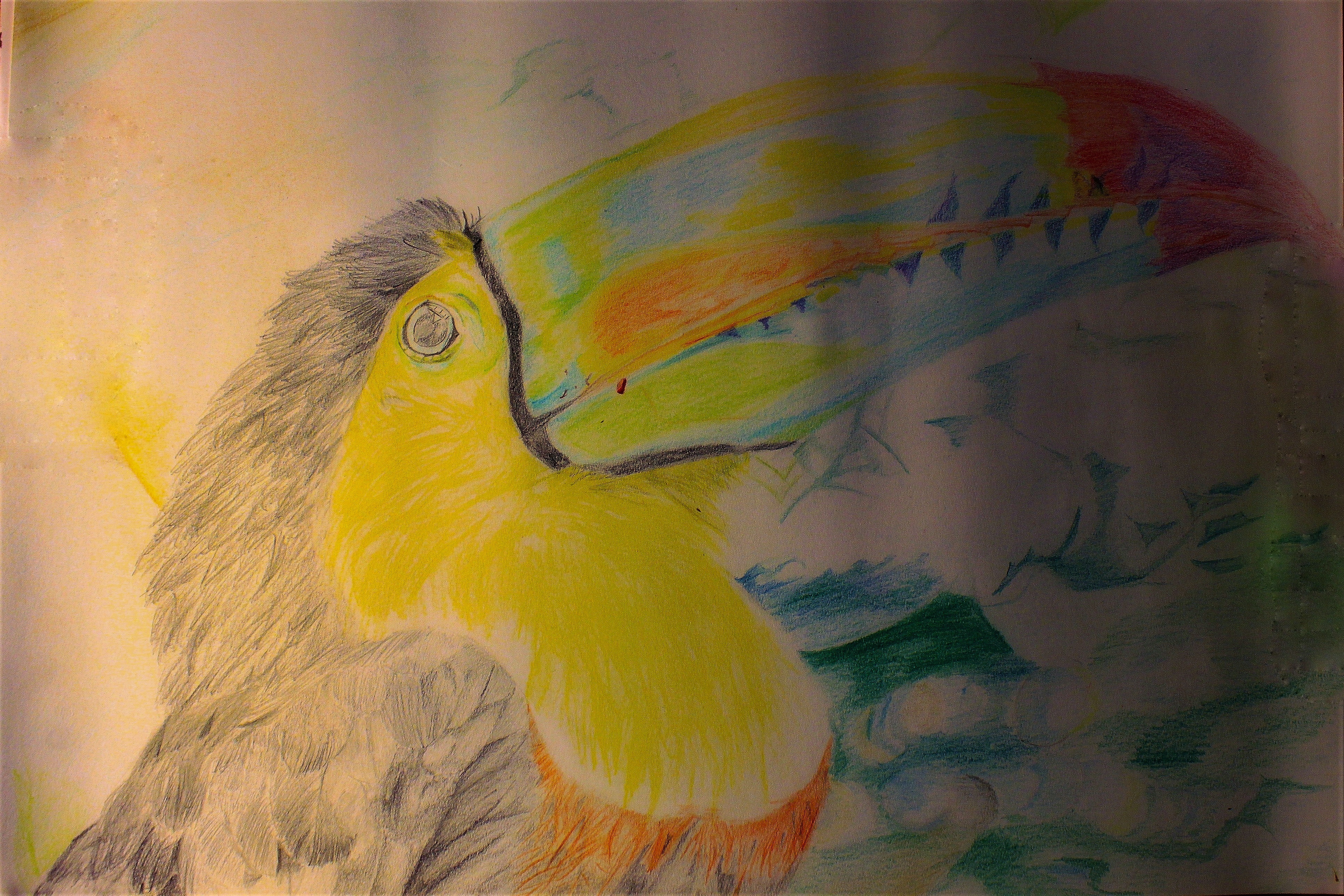 Toucan Art by kyrie