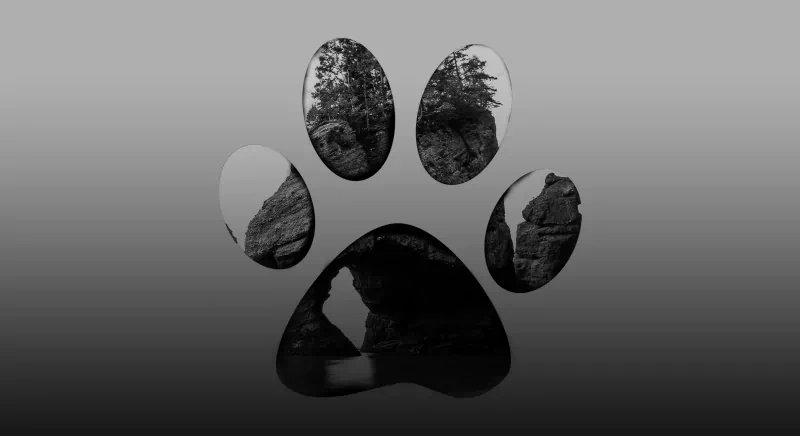  Paw