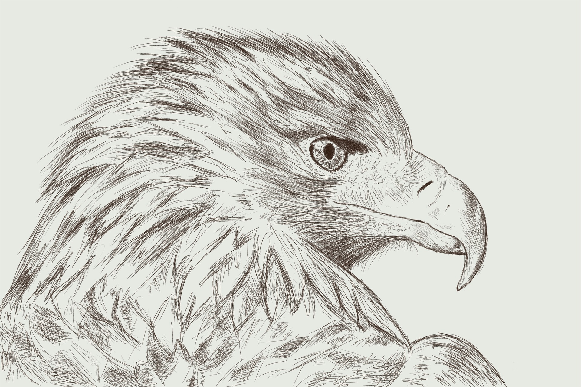 Portrait Pencil Sketch of an Eagle by Džoko Stach