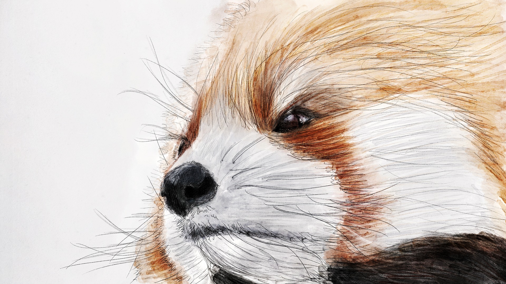 Red Panda Portrait Sketch by Džoko Stach