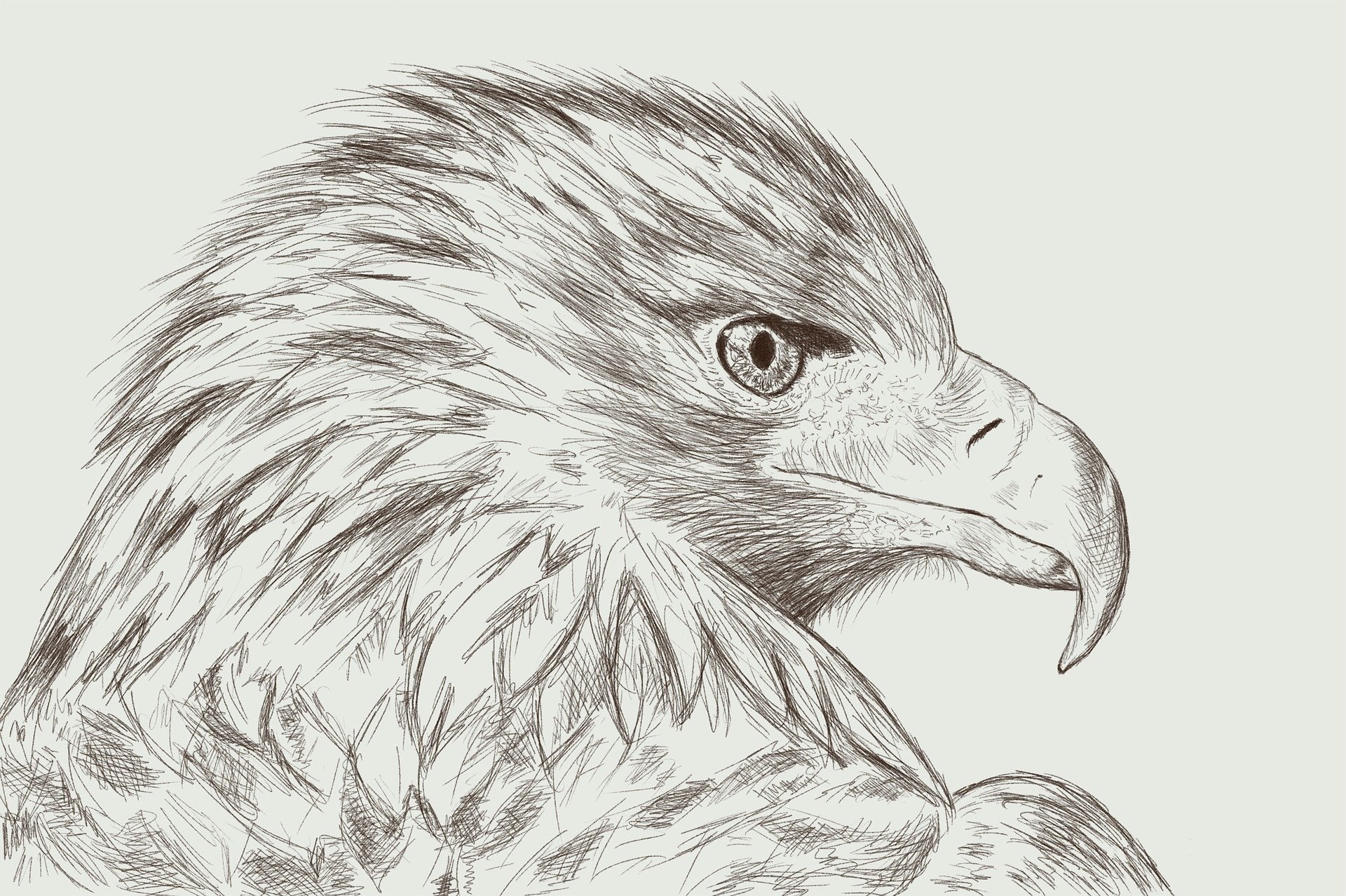 Download Sketch Drawing Eagle Bird Animal Artistic Art