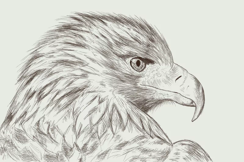  Portrait Pencil Sketch of an Eagle by Džoko Stach