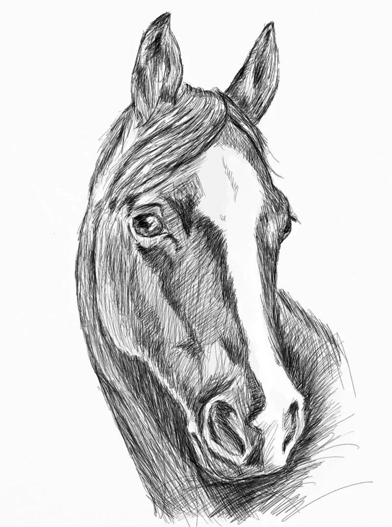  Horse Portrait by Džoko Stach