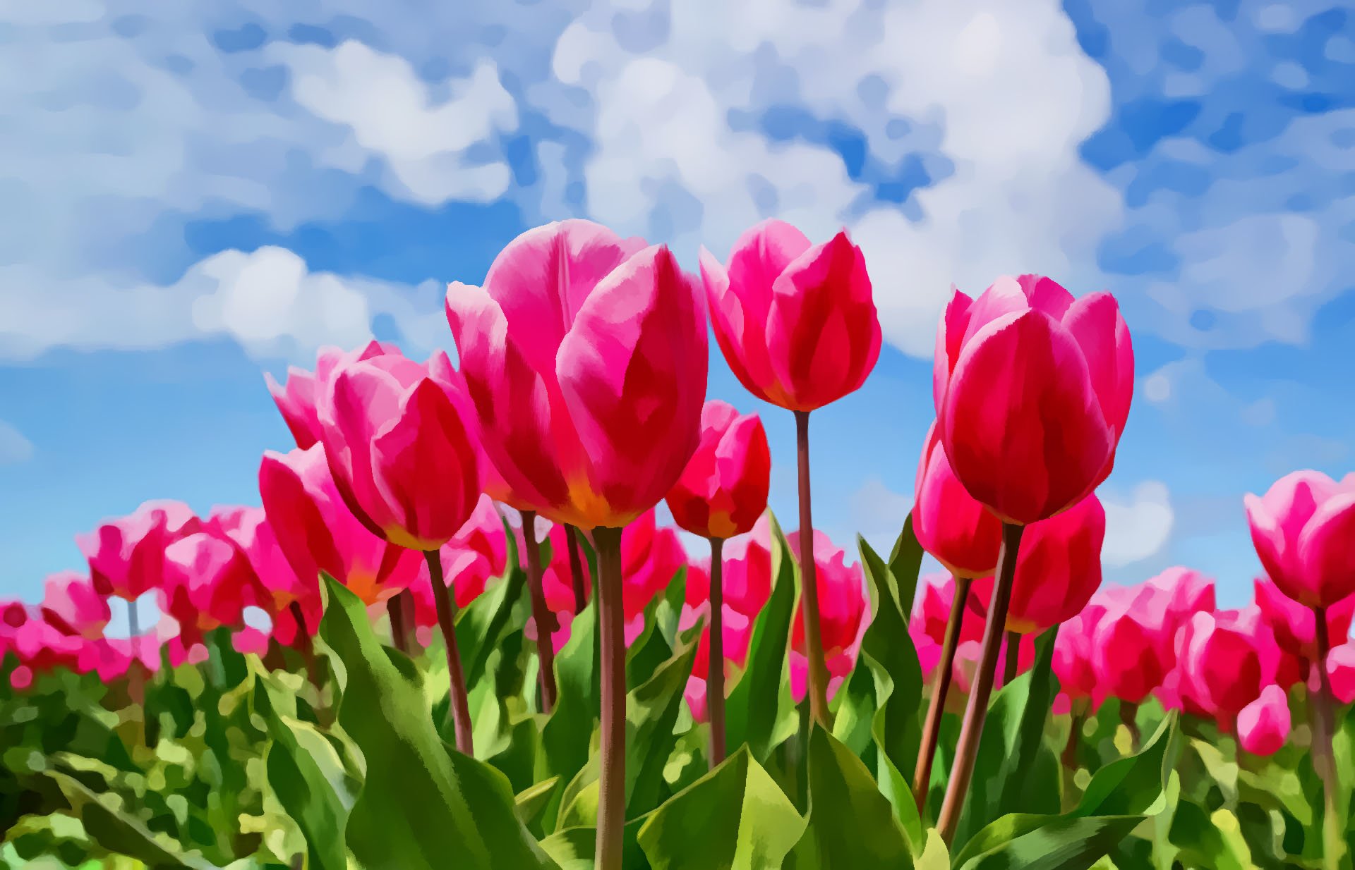 Illustrative tulips