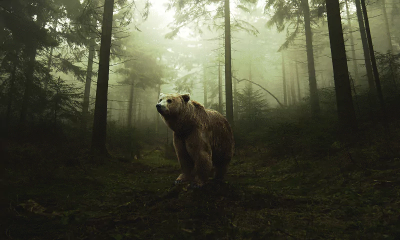  Lonely bear in the sombre forest