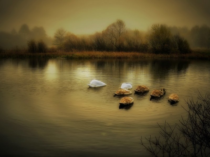 Download Nature Pond Art