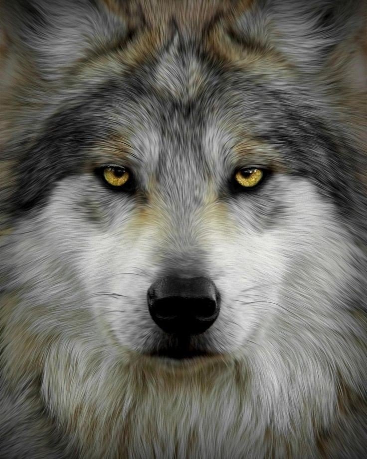 Face of a Wolf Art