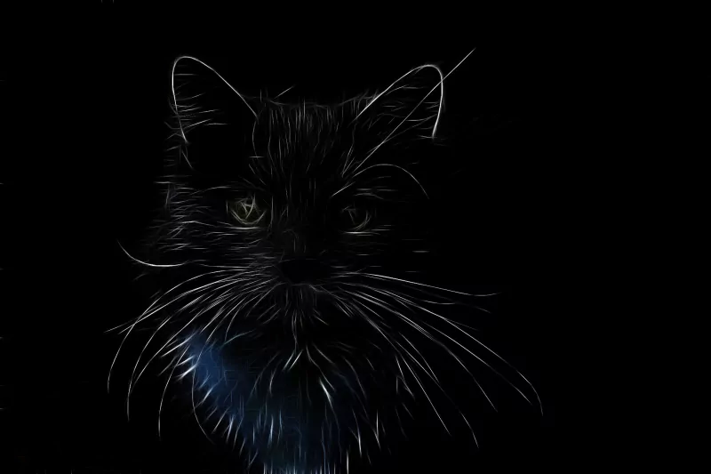 illustrative Animal cat Image