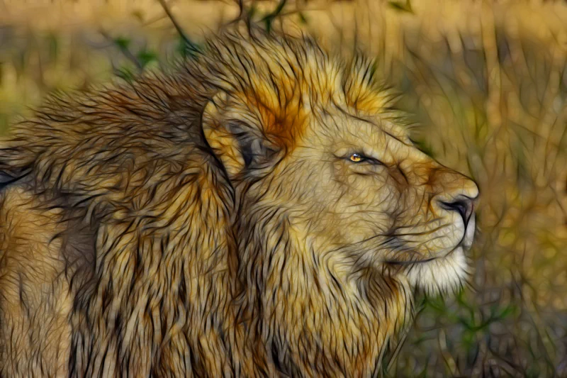  Illustrative lion