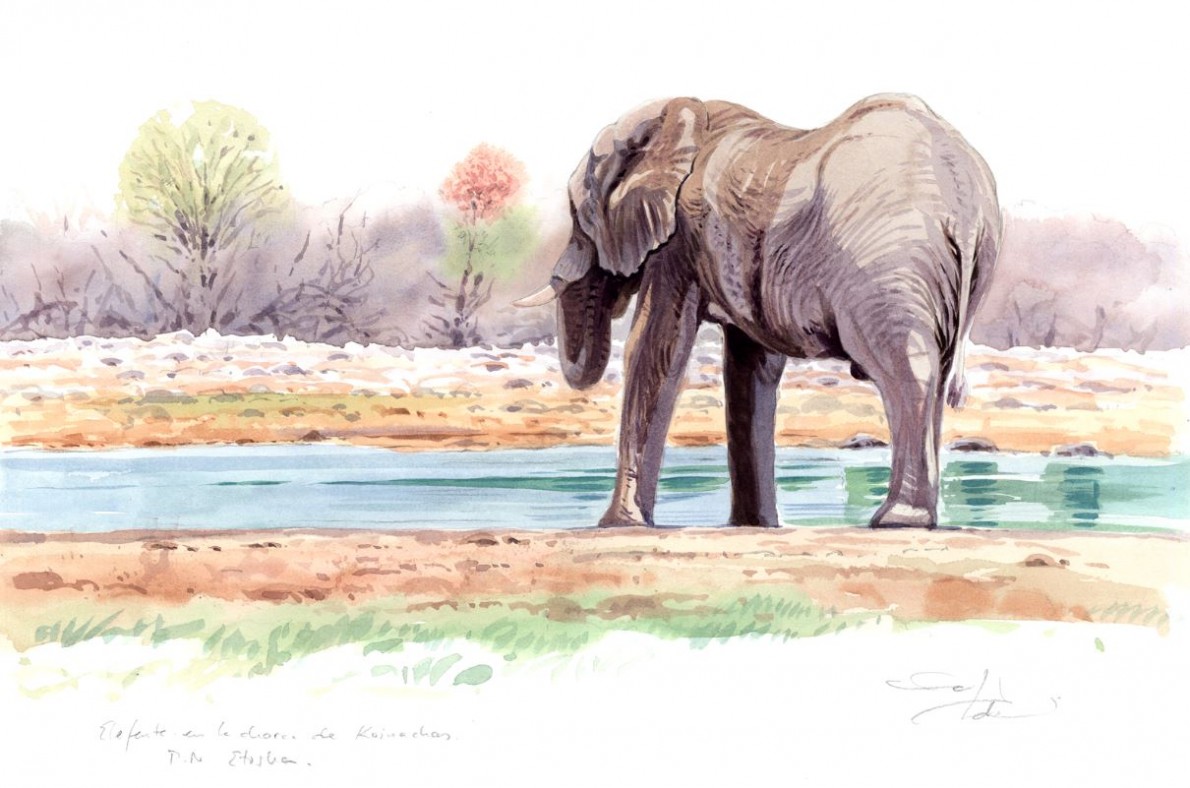 African bush elephant Art