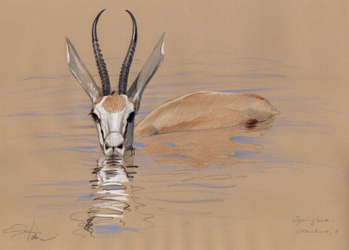 Gazelle Art - ID: 123909