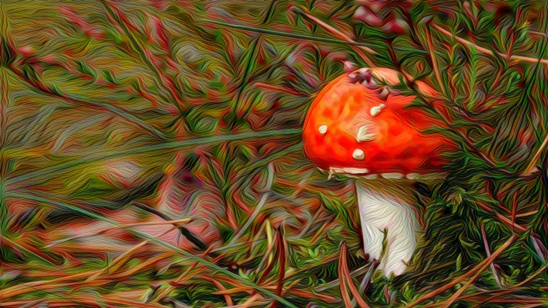  Amanita muscaria is the name of this famous magic mushroom which grows all over the world.