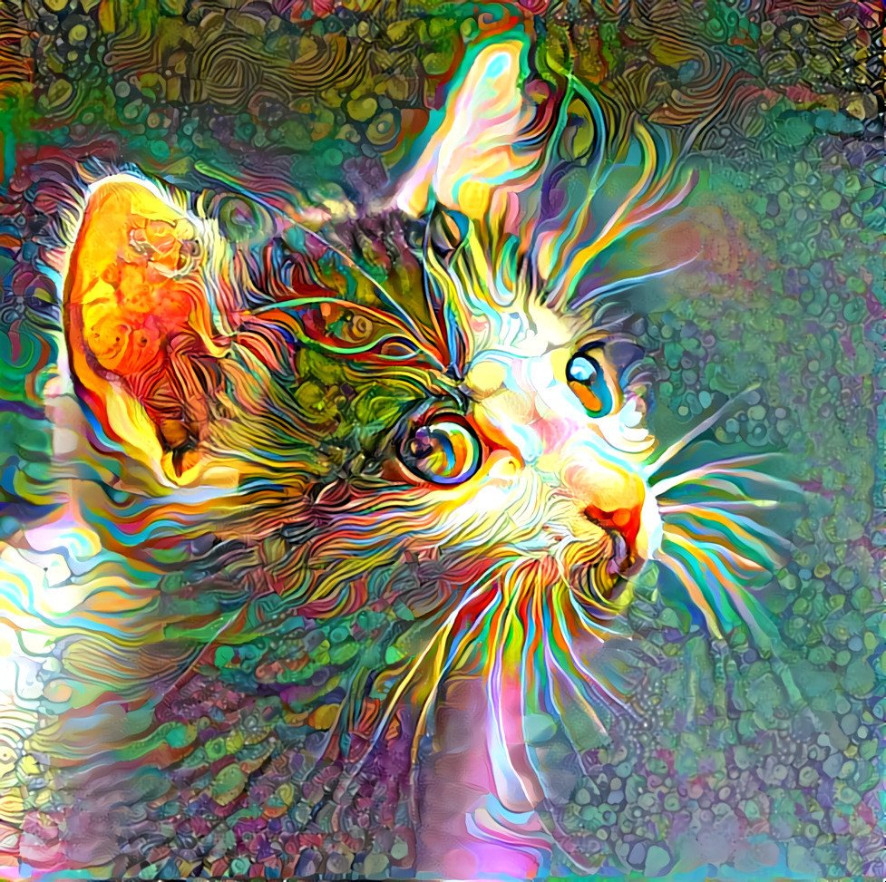 A beautiful cat with some effect overlays
