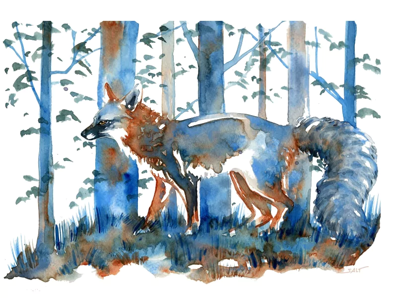 Watercolor painting of a fox standing in a forest with tall trees, featuring blue and orange tones that create a serene woodland scene.