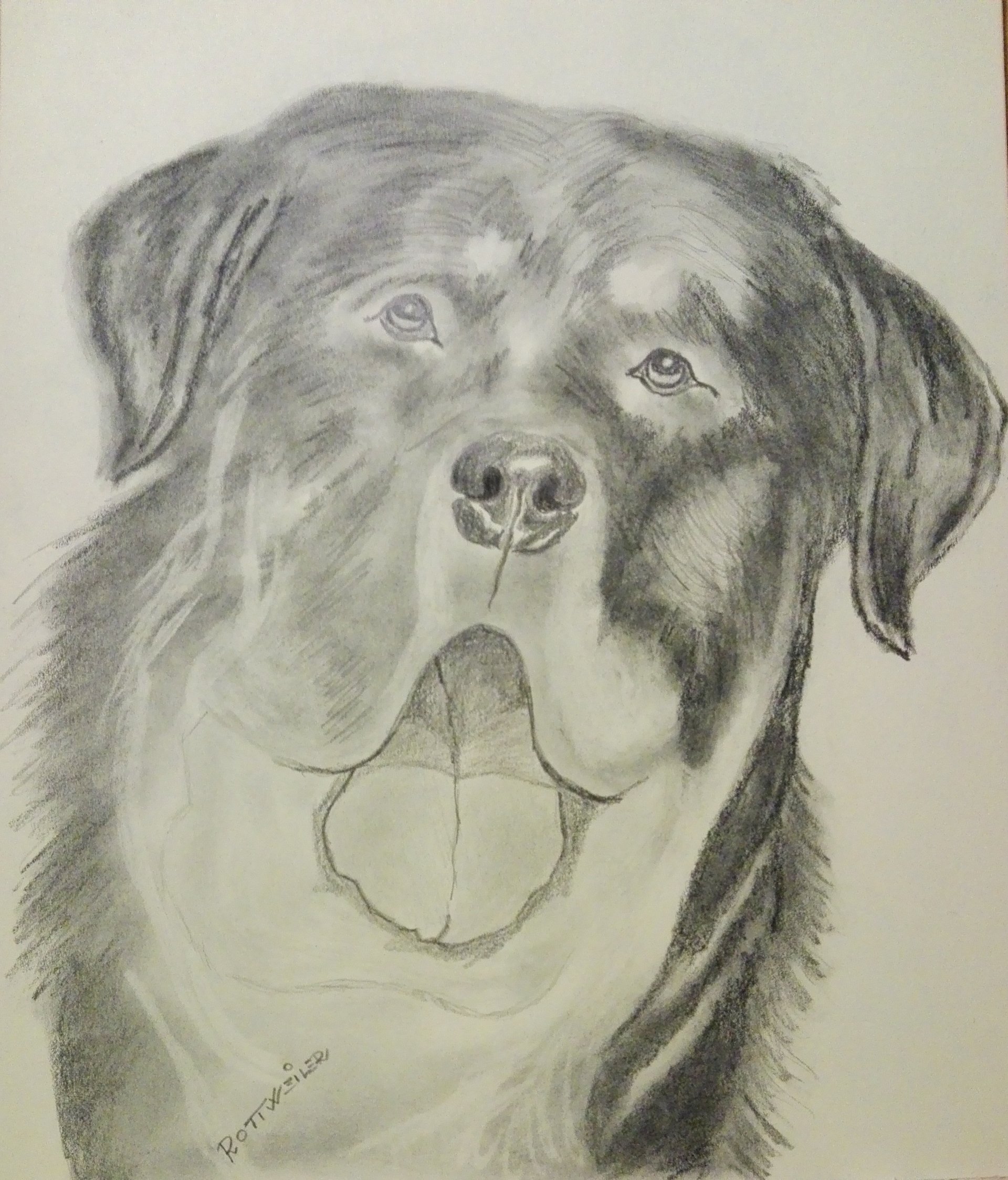 Rottweiler by Megami