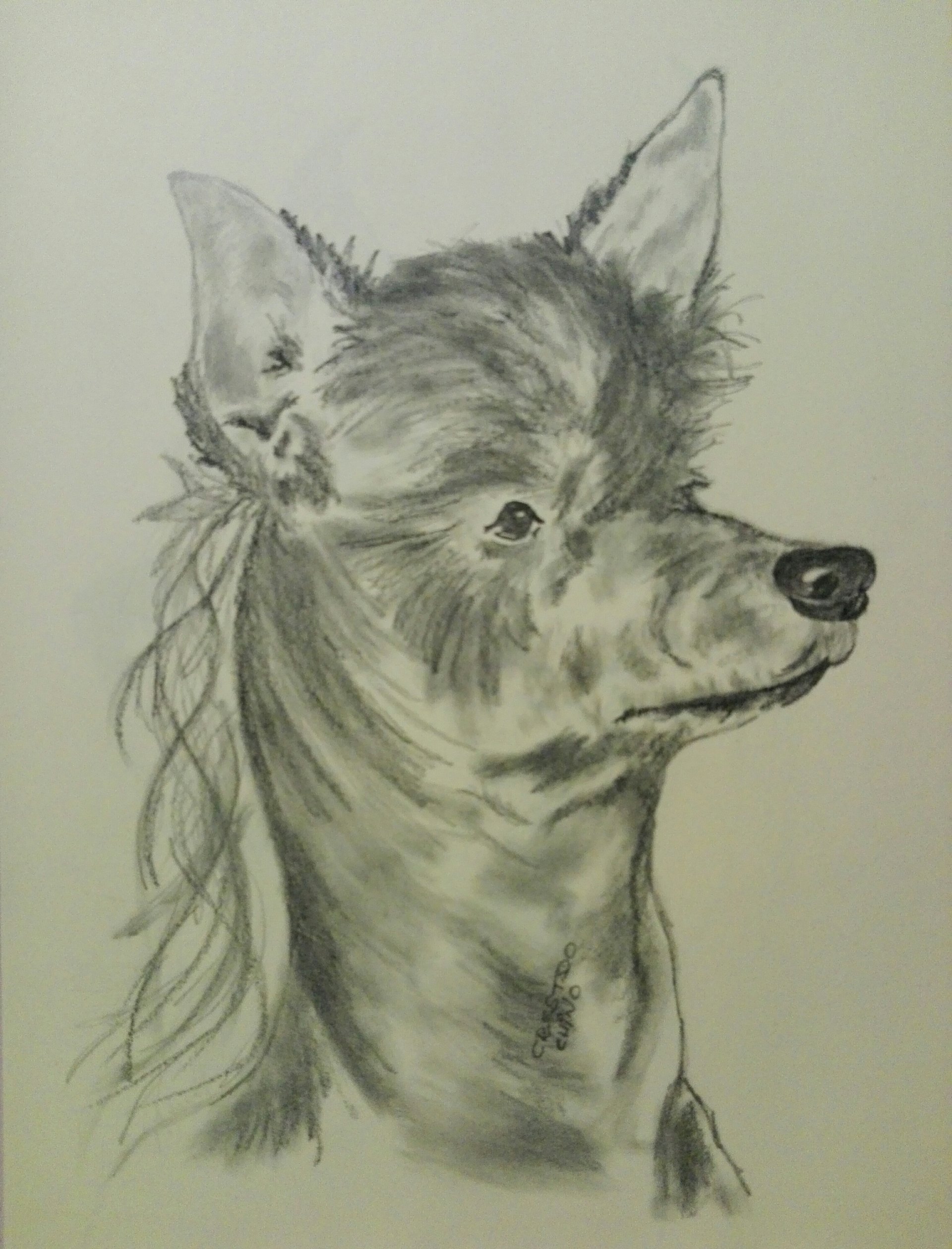 Crestado Chino by Megami