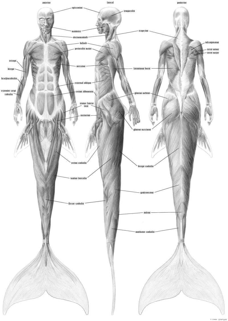 tail mermaid artistic anatomy Image