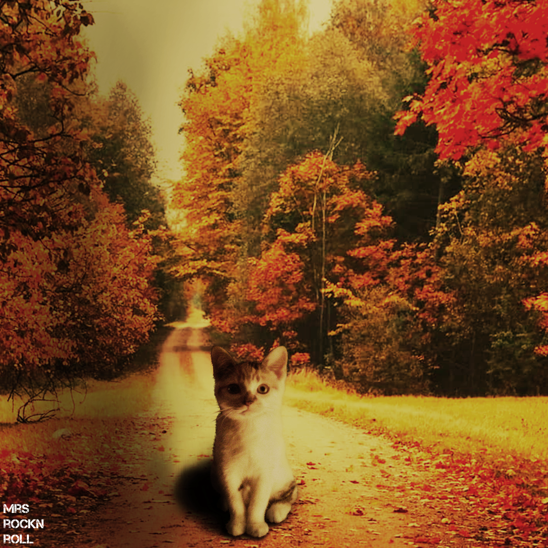 Autumn kitten by Mrs_RockNRoll