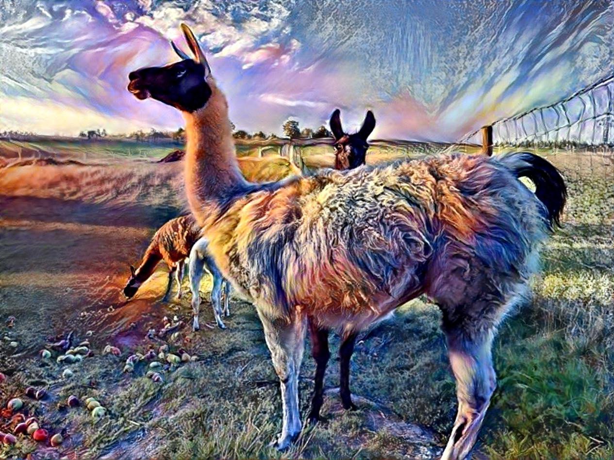 Lamas with some effects by NatureWorshiper