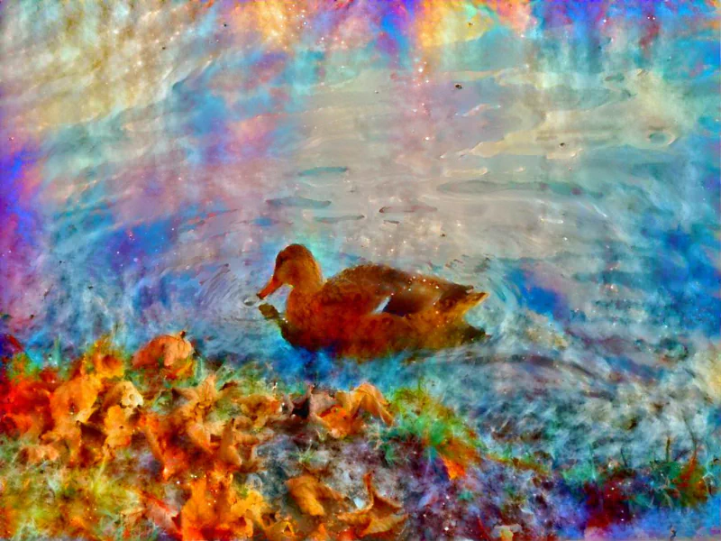  Duck photo transformed to art