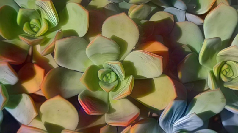  A succulent pic I made with some effects