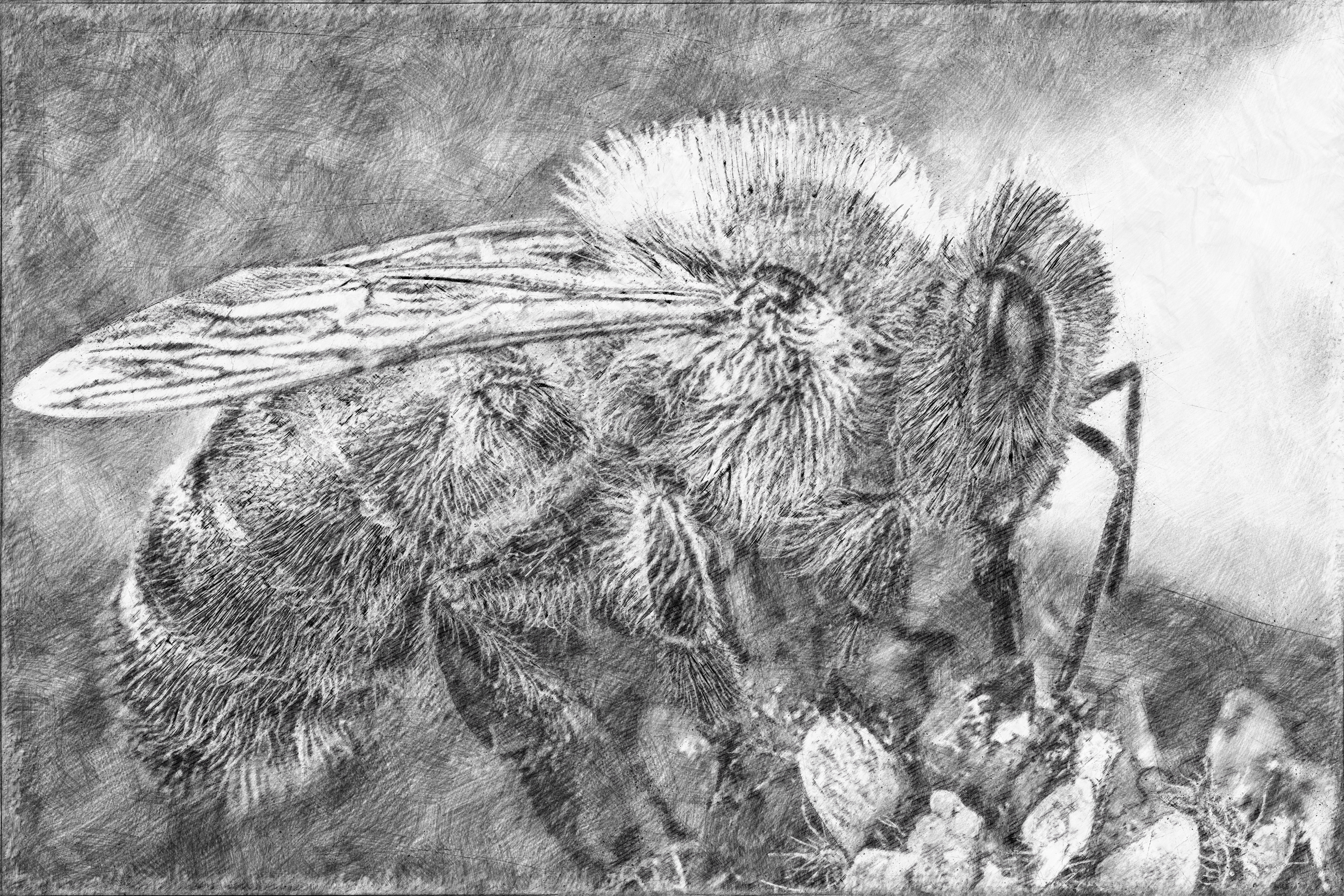 Bee Art by Bullseye