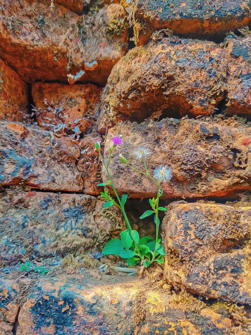  A little flower among the bricks with dried moss.