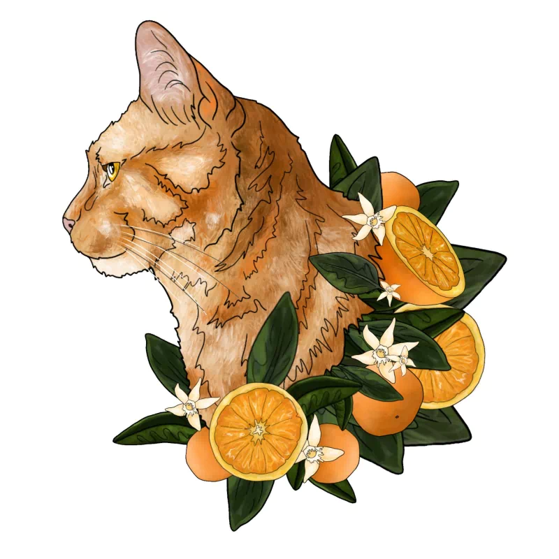  Orange Cat