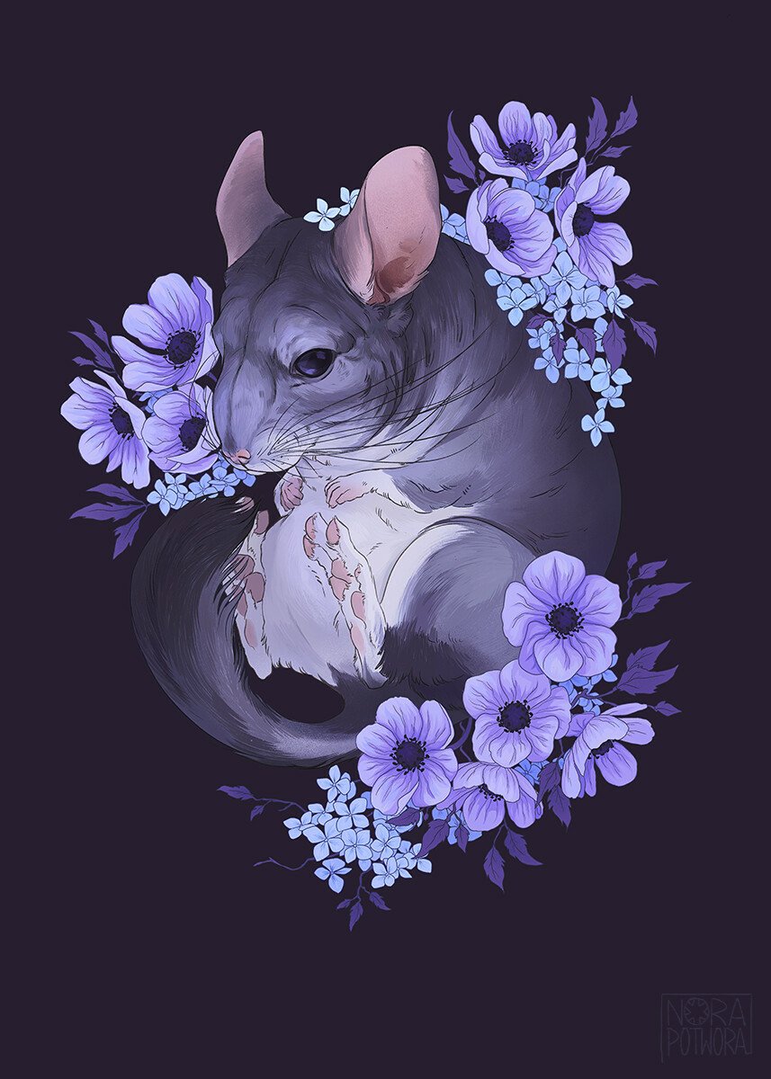 Chinchilla - Desktop Wallpapers, Phone Wallpaper, PFP, Gifs, and More!