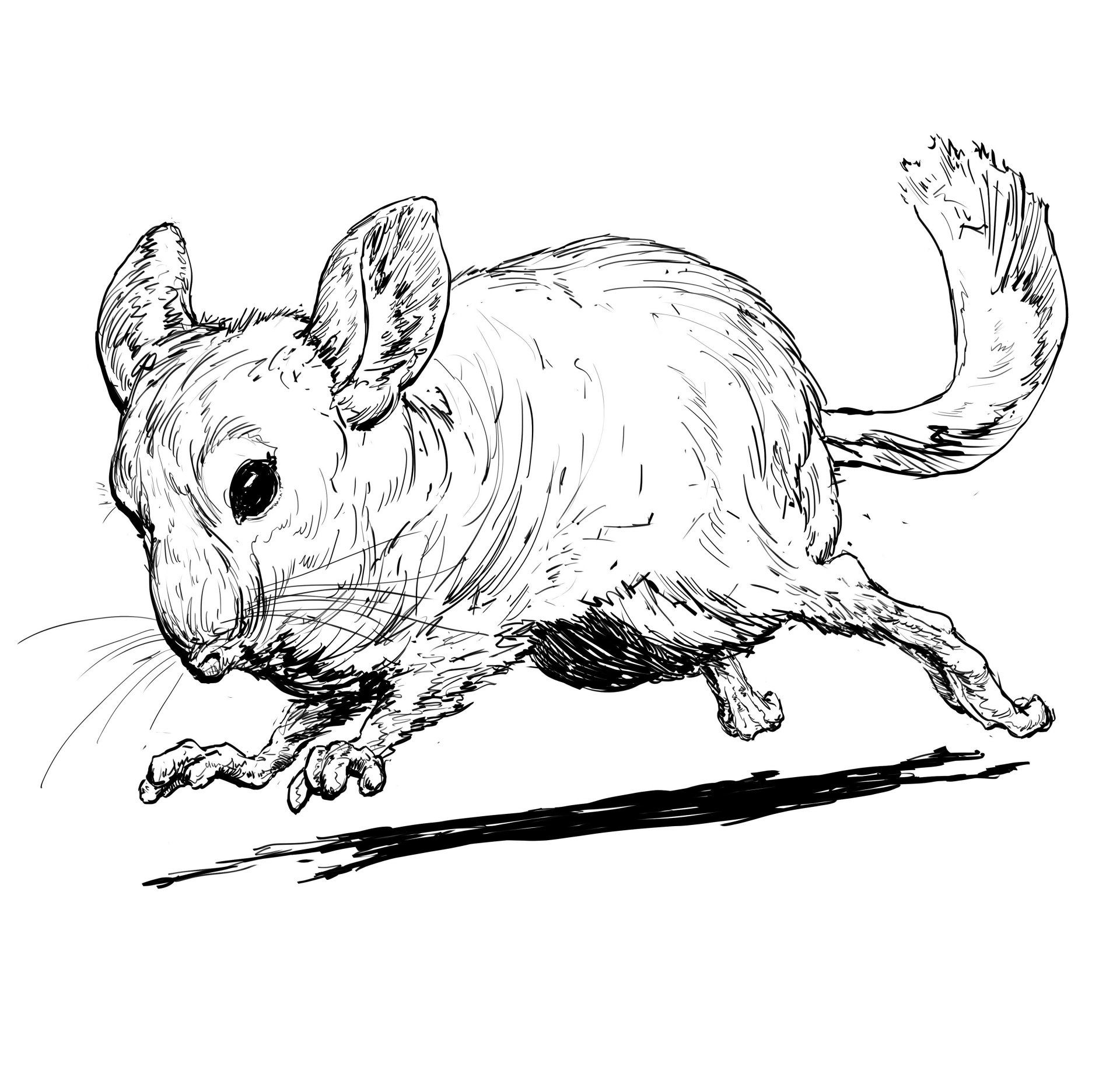 Download Animal Chinchilla Rodent Sketch Running Art