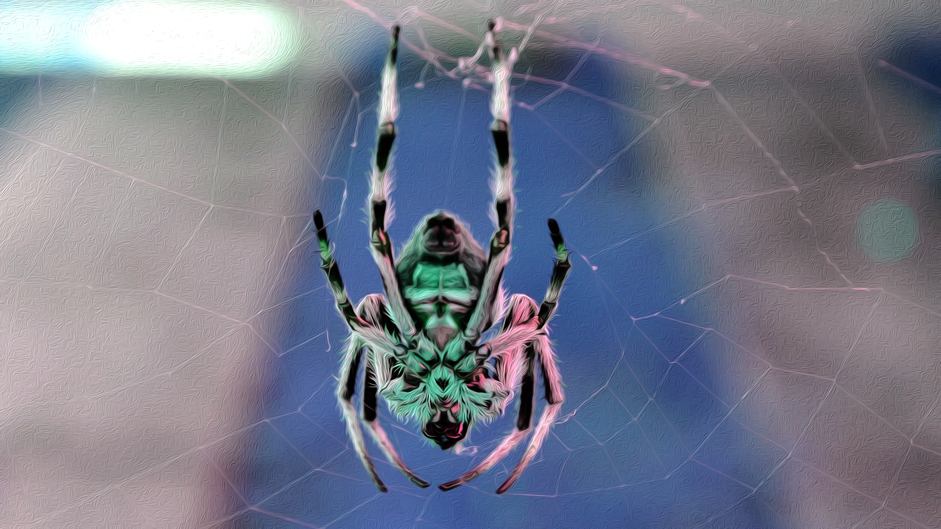 Color Change on the Underside of an Australian Garden Orb Weaver Spider by lonewolf6738