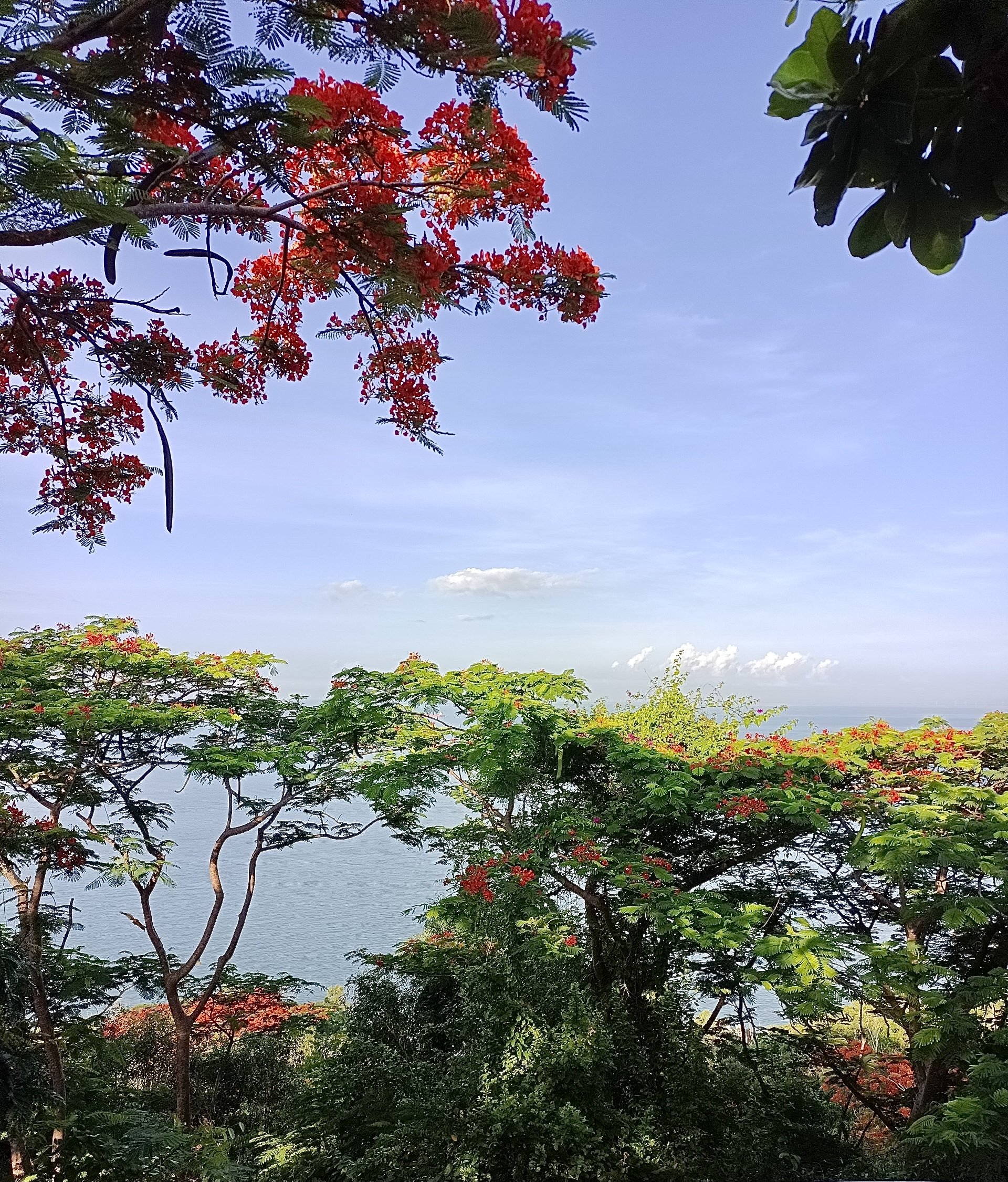 Download Sky Nature Photography Phoenix Flower Art by kangmy