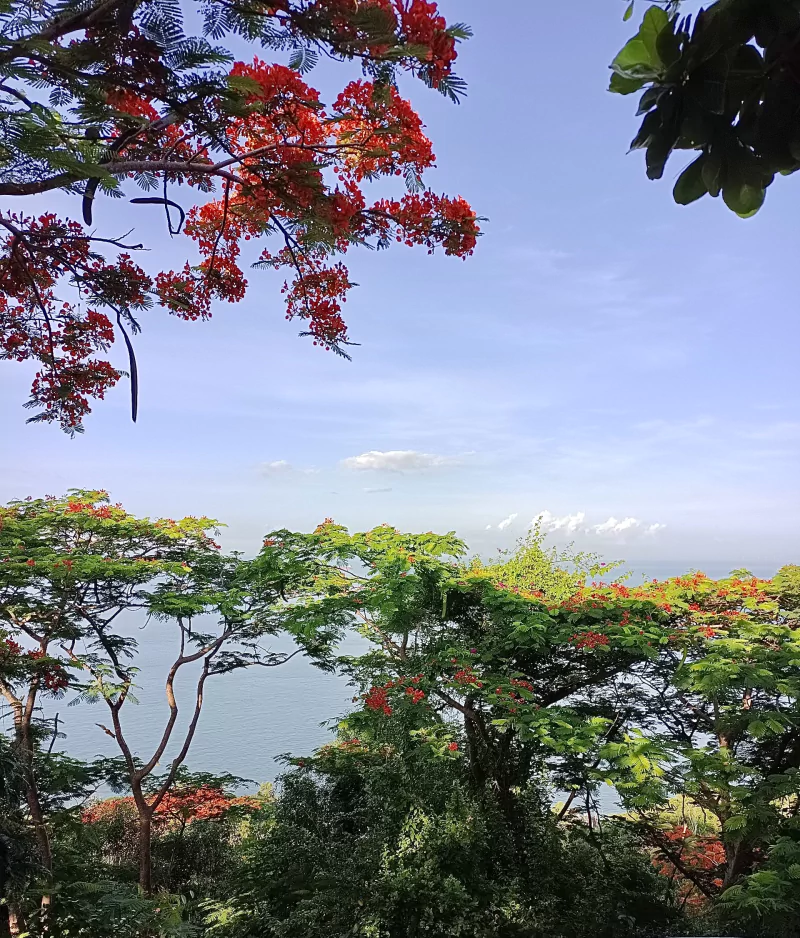 sky nature photography Phoenix Flower Image